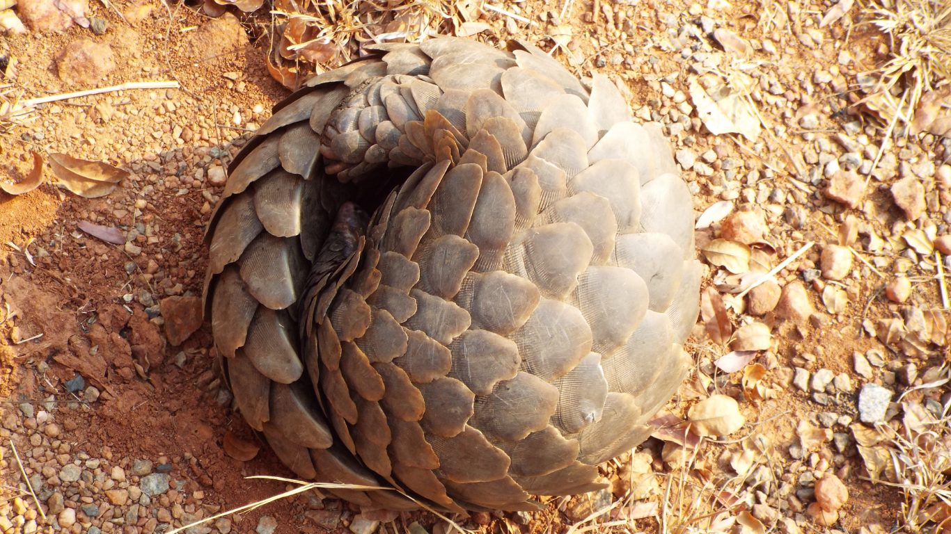 World's Most Trafficked Mammal