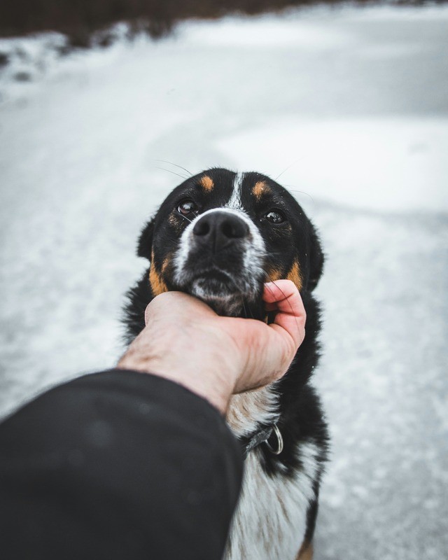 Someone petting dog's chin