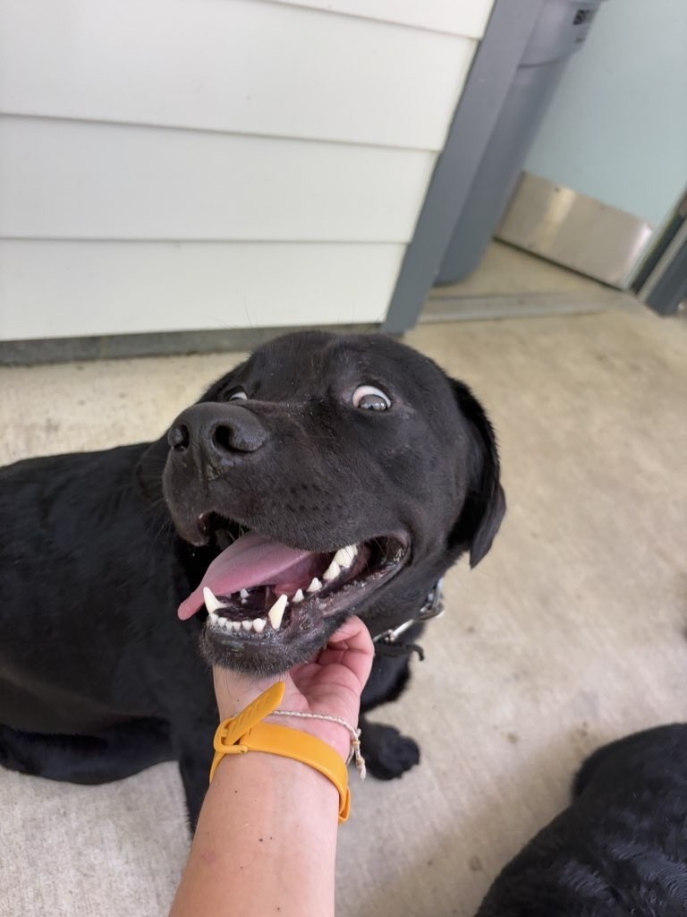 Black dog with tongue out held by a person's hand in dog boarding in Charlotte