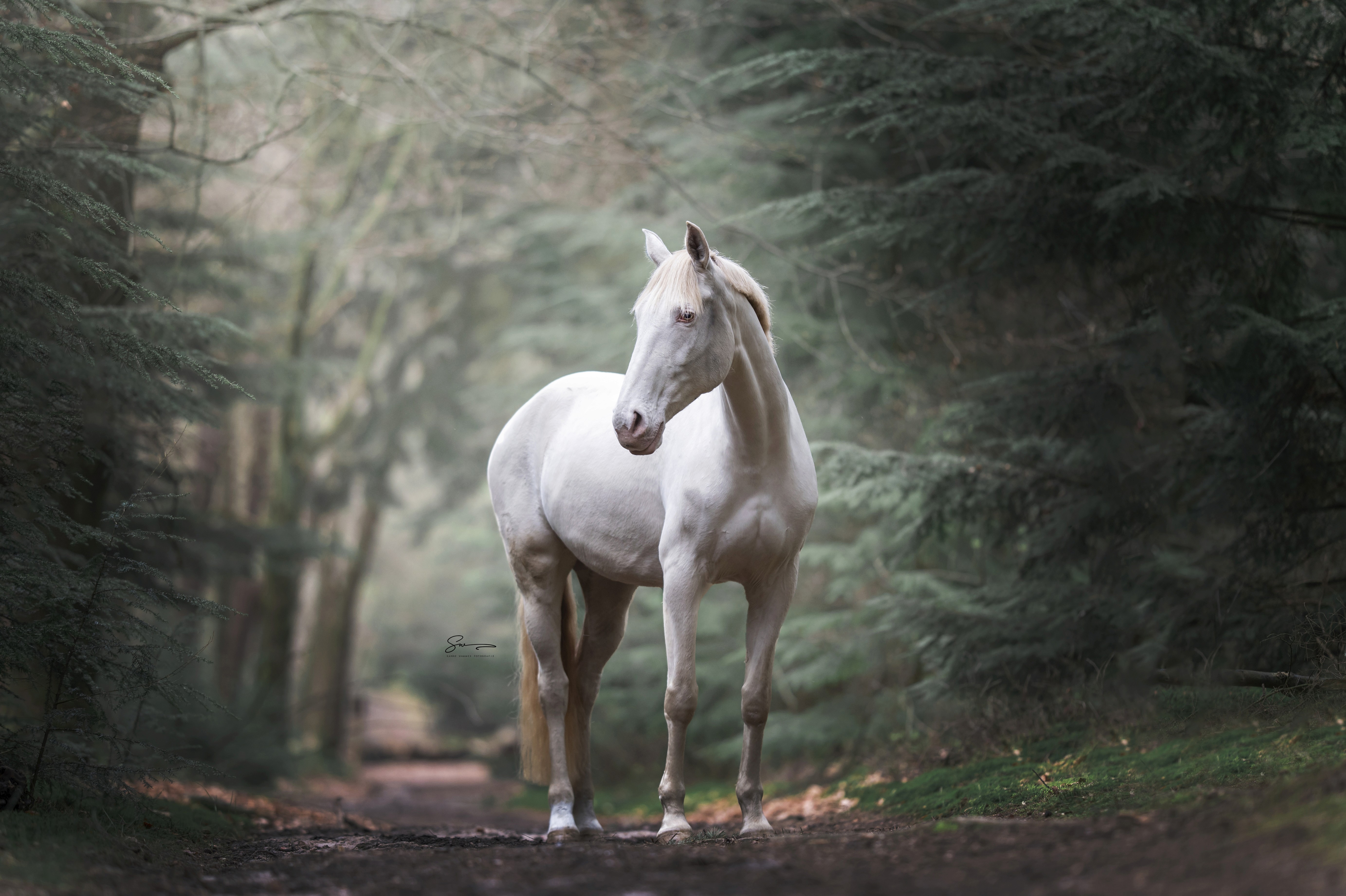 Goedgekeurde Oldenburger merries