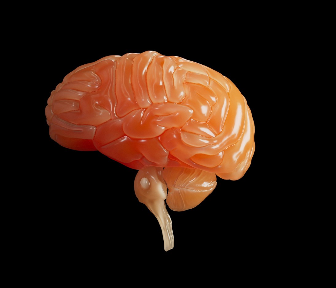 Image of a brain