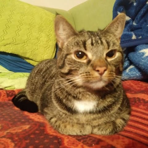 Kocia Siatka - Kot Nie Lata 4