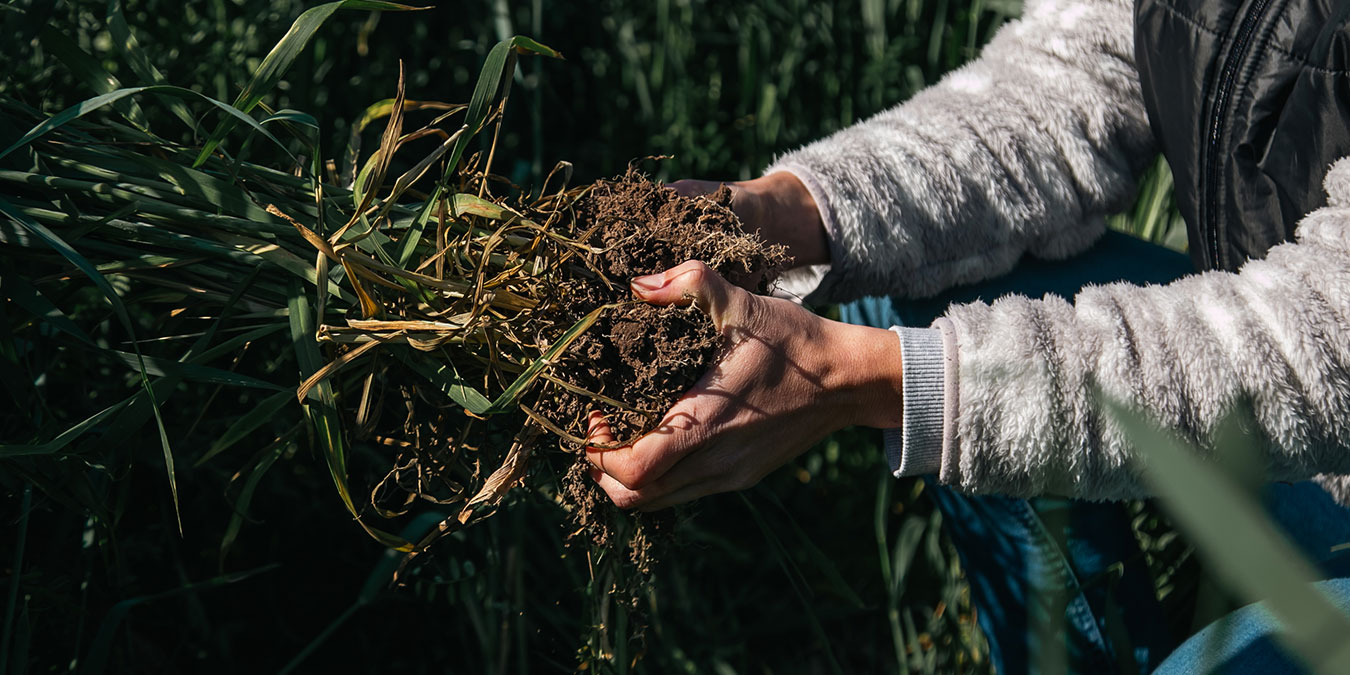 Close-up of a dark green leaf showing its textured surface and central vein against a muted background.