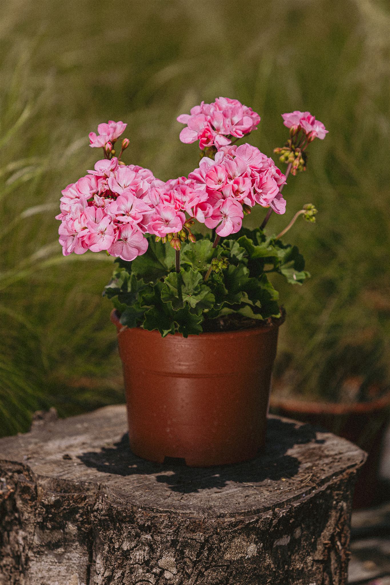 Tomillo Eiviss Garden