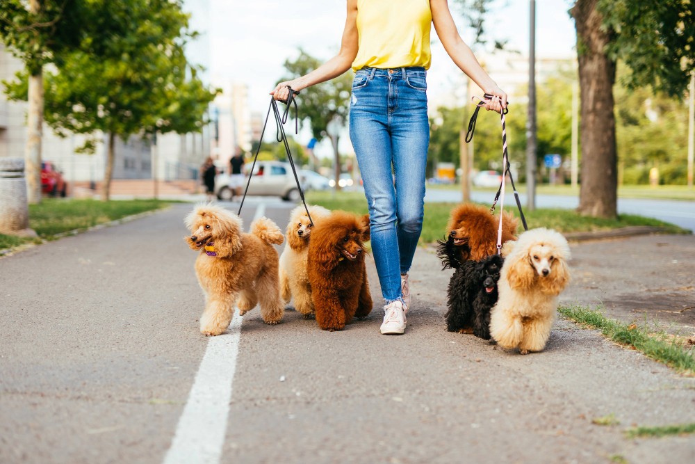 dog-walking-image
