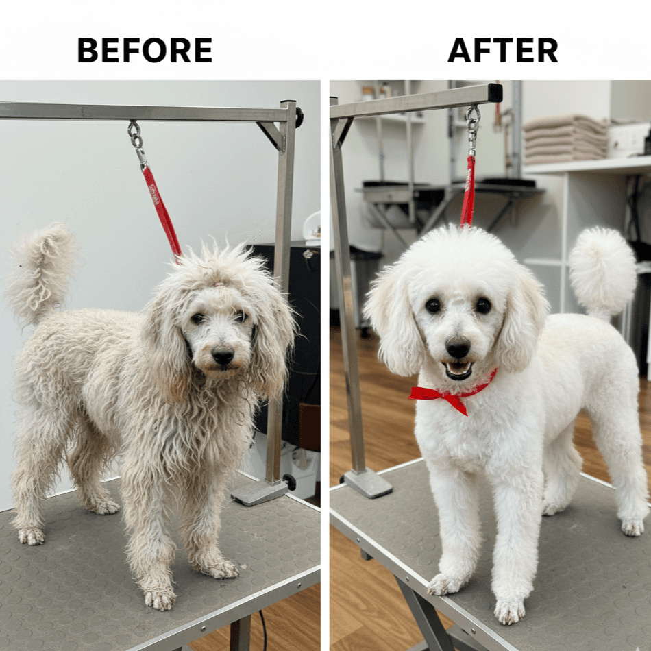 A before and after picture of a poodle after being groomed