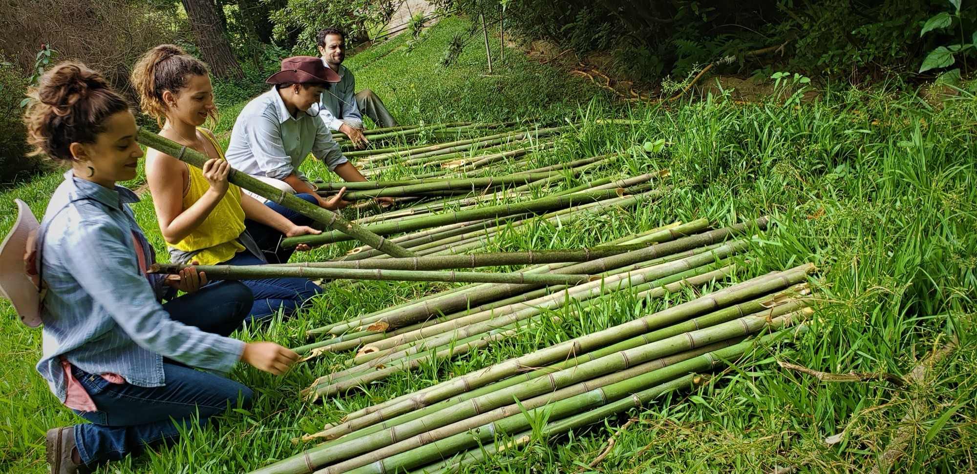 Quatro pessoas ajoelhadas no gramado cortam e organizam longas varas de bambu verde
