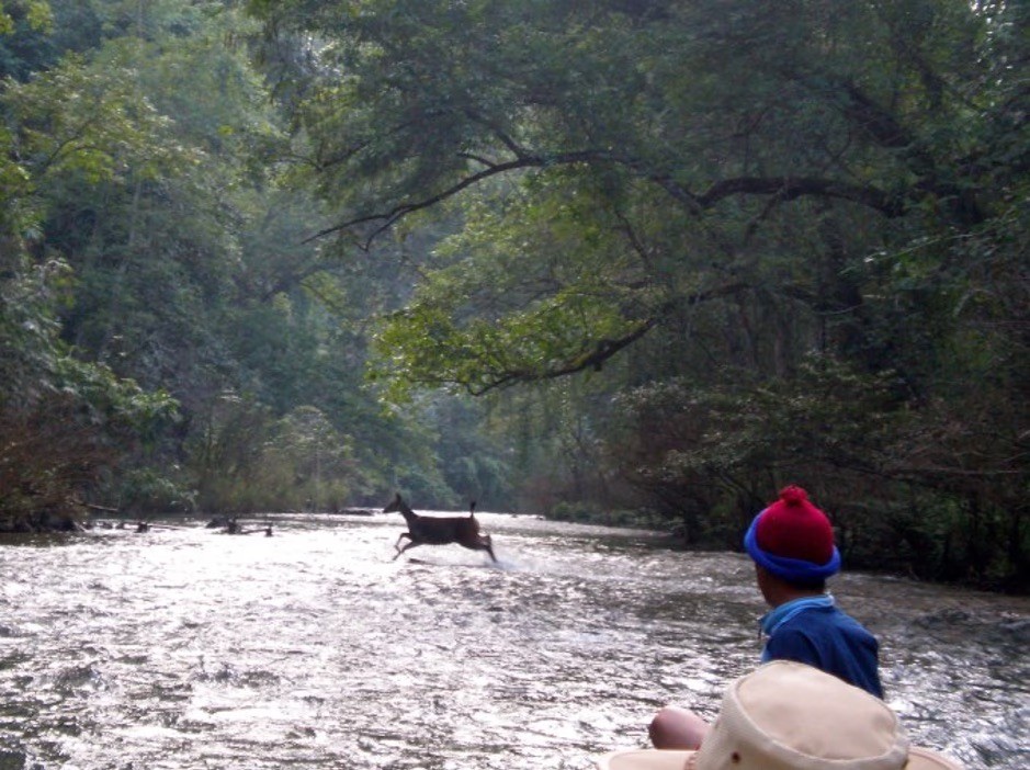 A deer jumping across a river in a lush forest as seen from a boat.