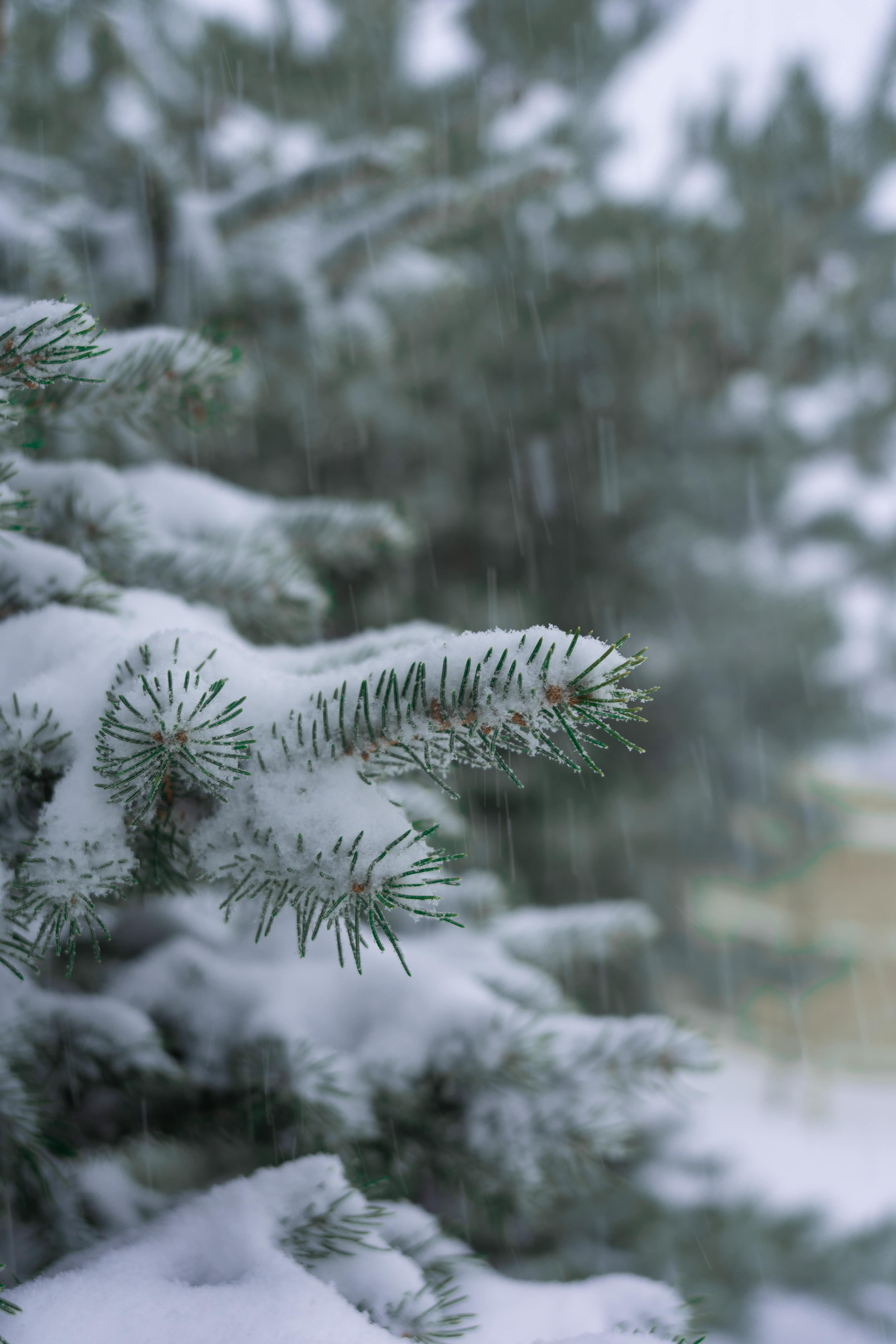 Snowy Branches