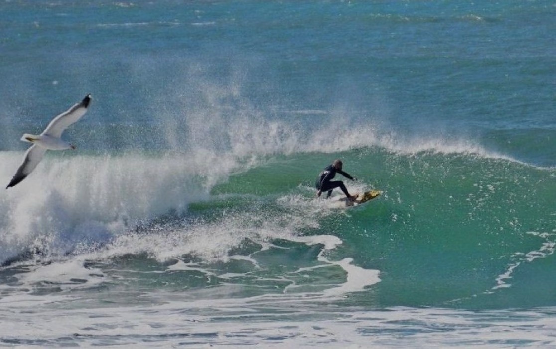 Homem surfando enquanto uma gaivota passa por perto