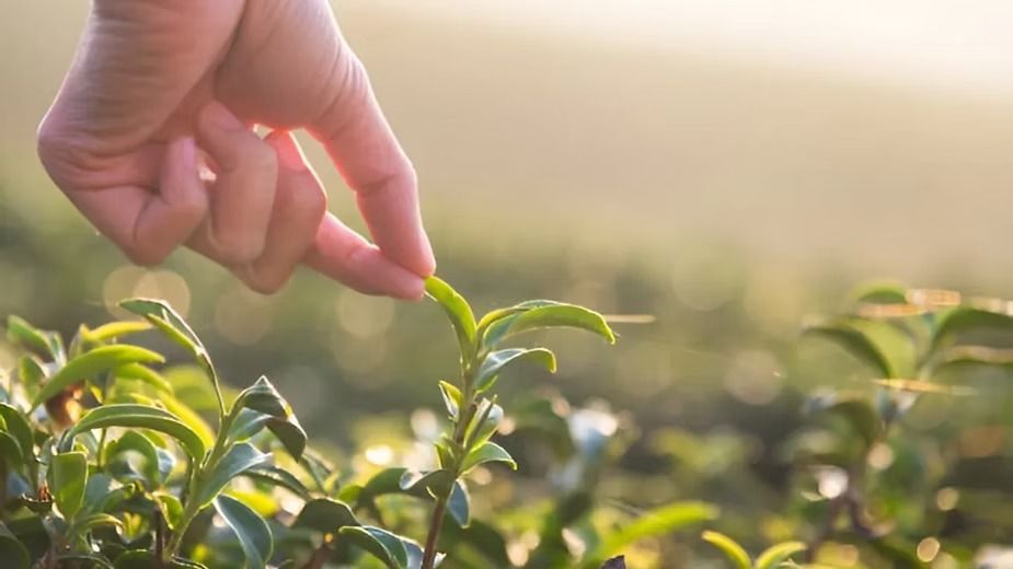 Types of Farming - Organic Farming.jpeg