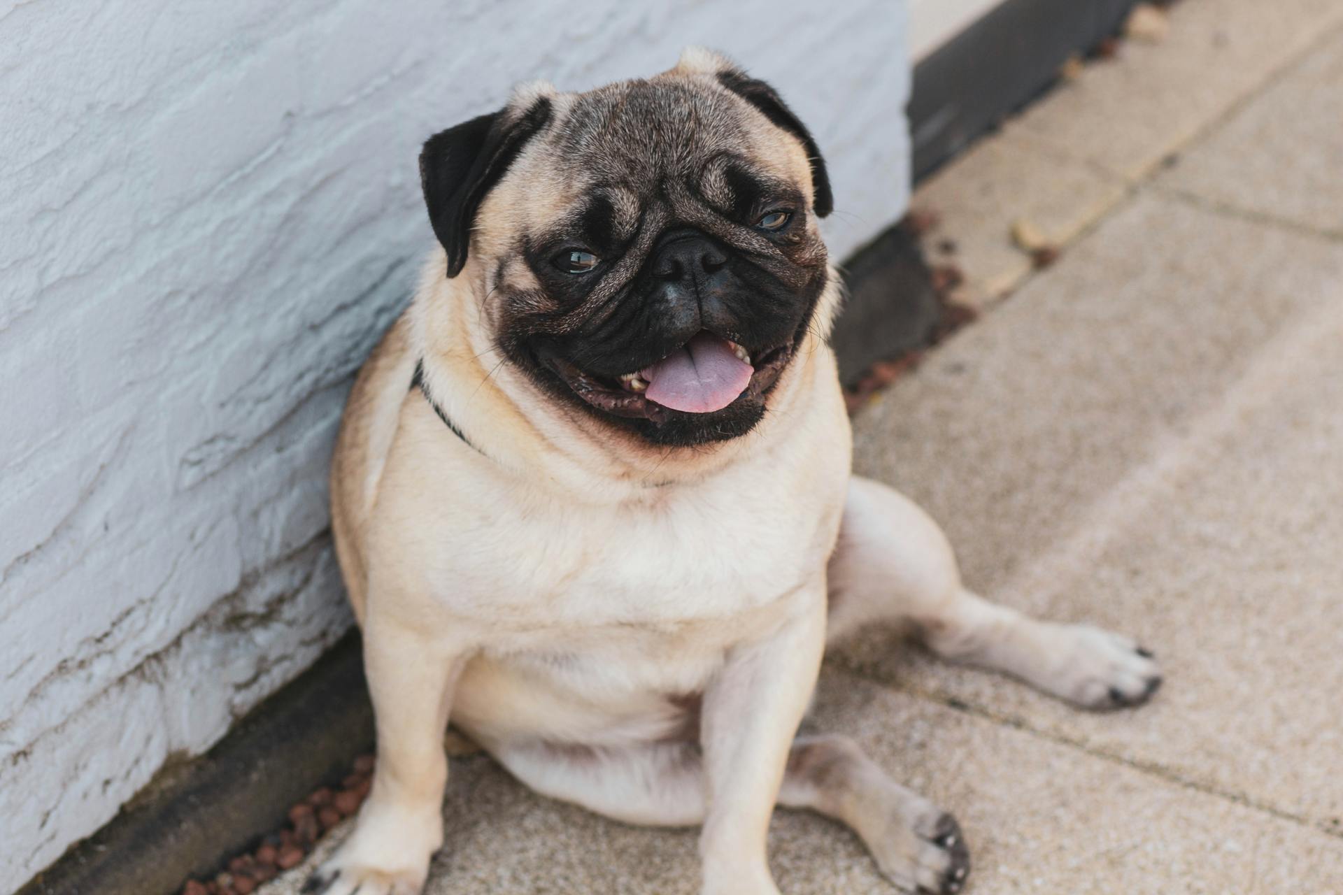 A Pug is smiling and resting along the sidewalk.