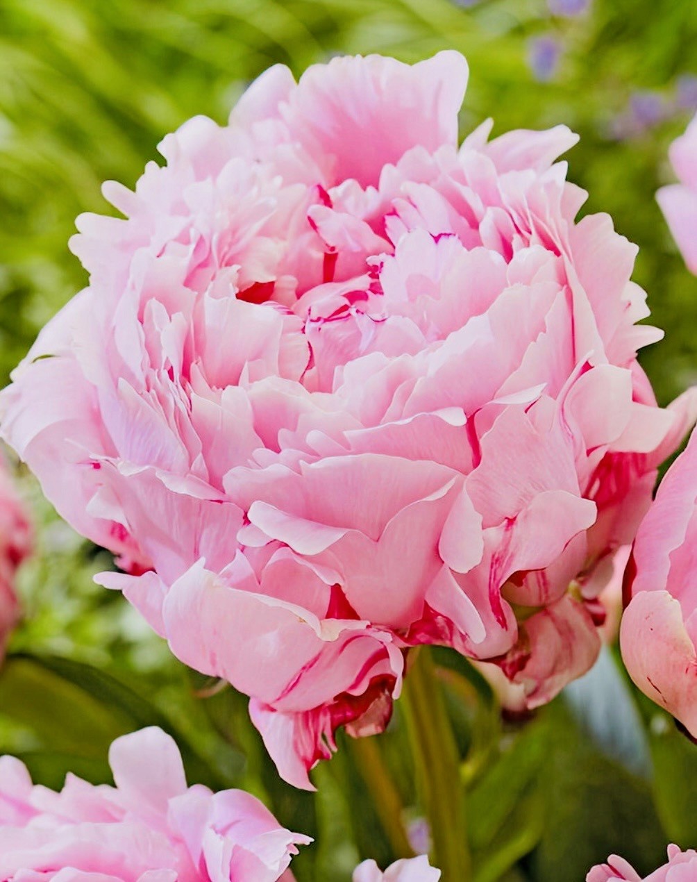 Pink Flower