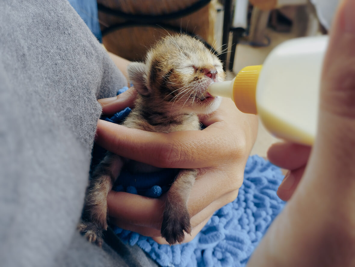 baby kitten being fed