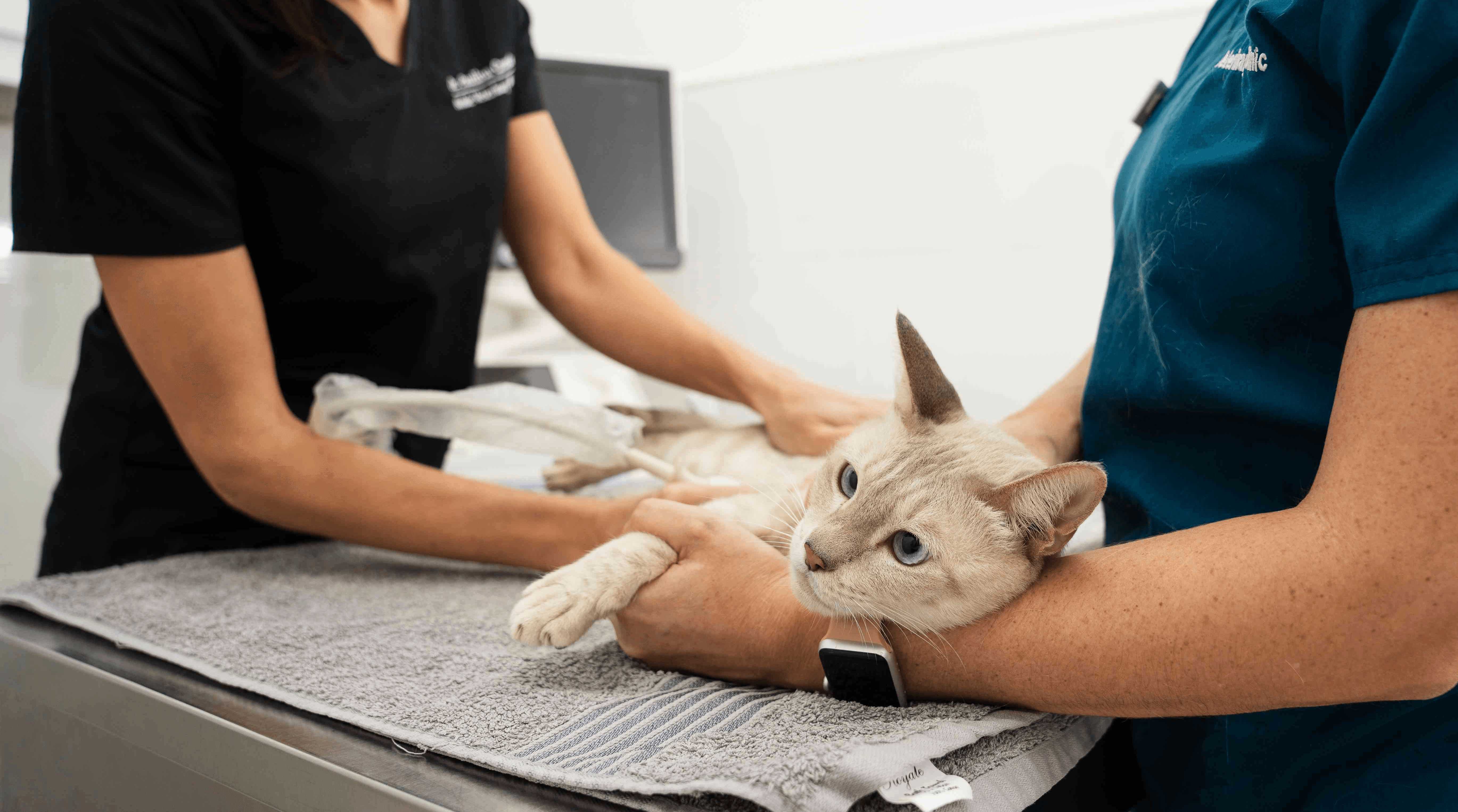 Vaccination for Pet