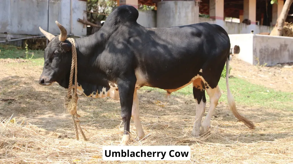 Umblacherry Cow Breed India.webp