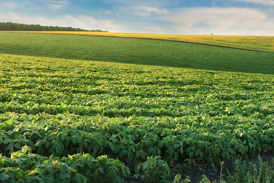 Rows of solar panels under a vibrant sky, illustrating sustainability insights and clean energy impact.
