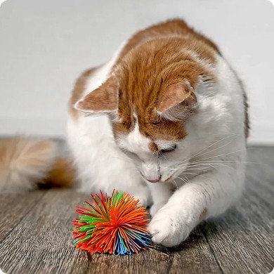 Daily Enrichment Ideas for Senior Cats: Keep Older Cats Happy and Healthy