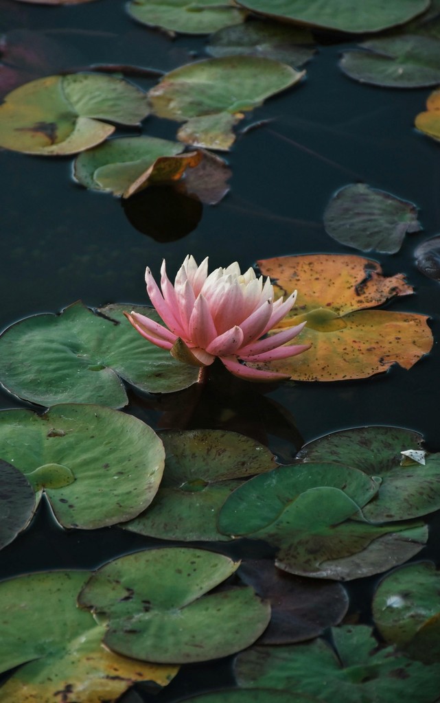 image of water lily