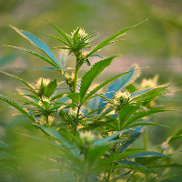 Cannabis plant with green leaves