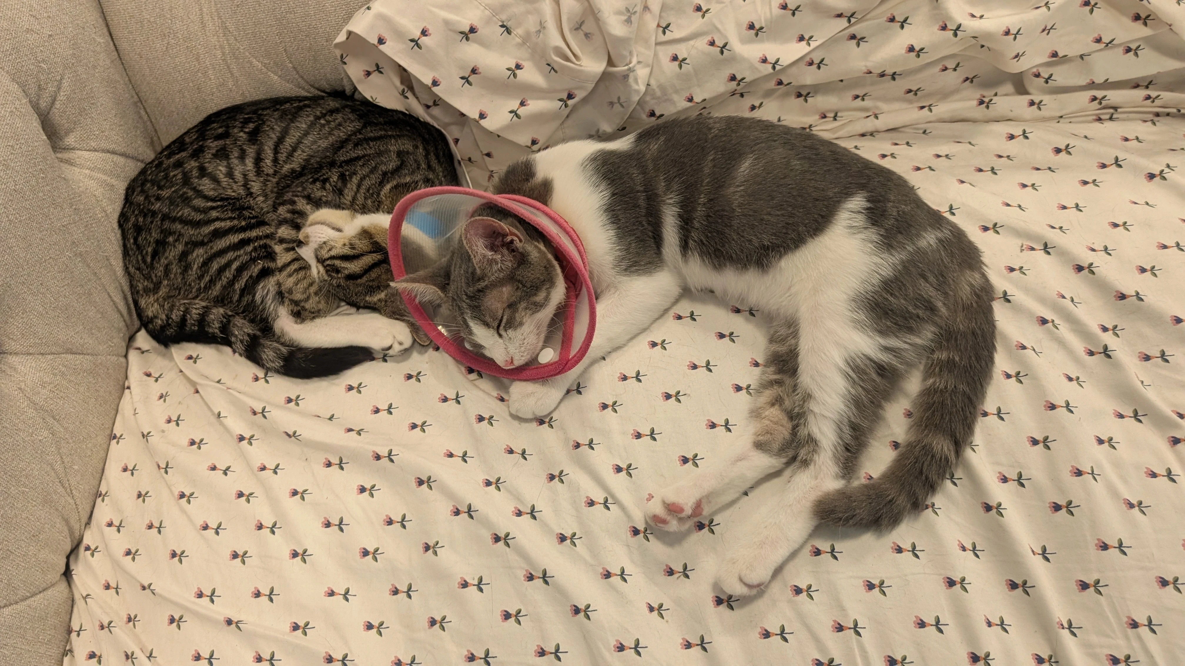 2 cats cuddling togther one with a cone