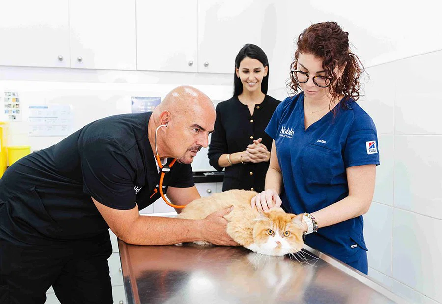 Two veterinarians are examining a newly adopted cat while talking to the pet owner.