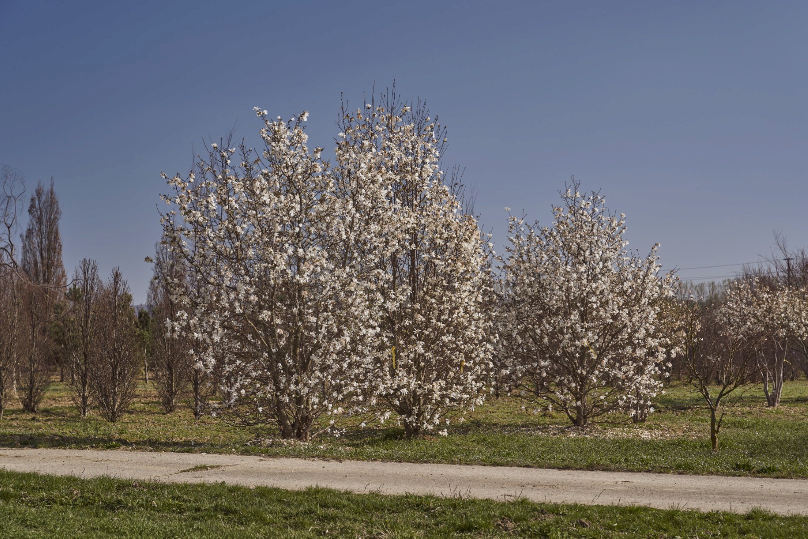 Magnolia loebneri ‘Merrill’ mit dicht verzweigter Krone und zahlreichen weißen, sternförmigen Blüten an den Ästen.