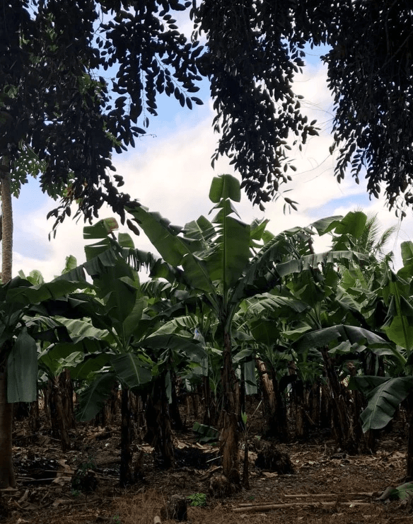 banana trees. some of these are infected and need to be burned.