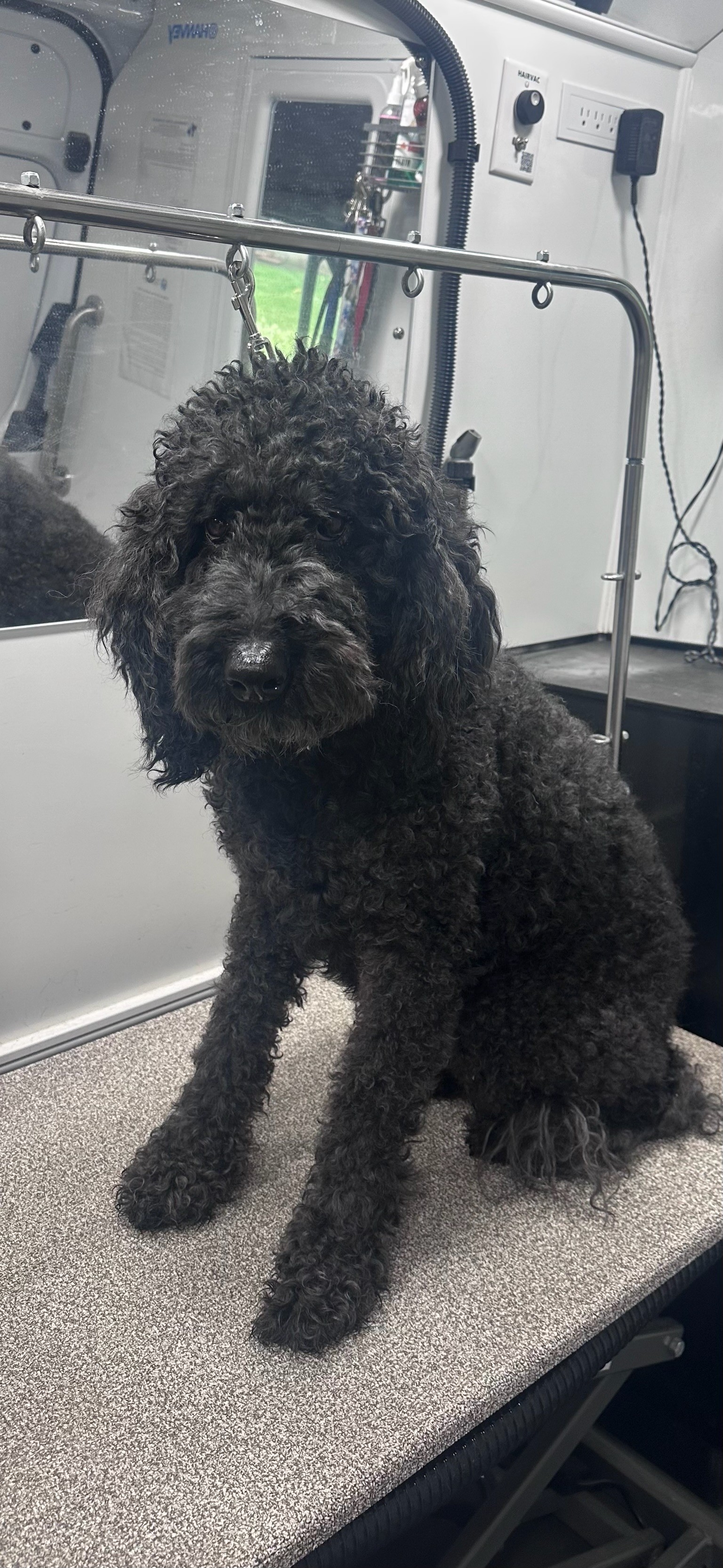 Black curly-haired dog sitting on grooming table in mobile dog grooming salon Orange County