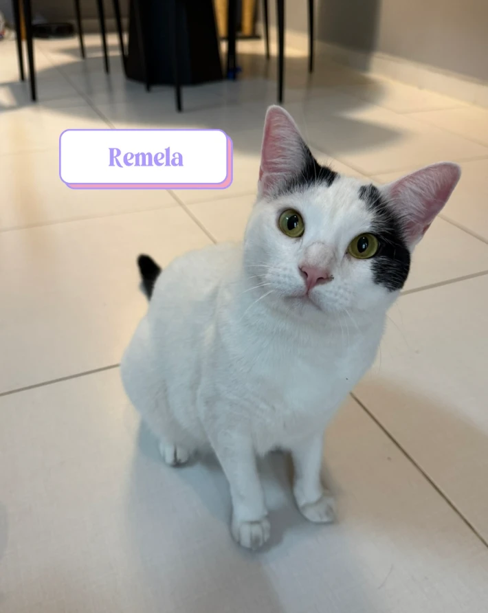 Gato branco com manchas pretas, uma delas ao redor do olho esquerdo. Está sentado no chão claro de uma casa, olhando com curiosidade para a câmera.