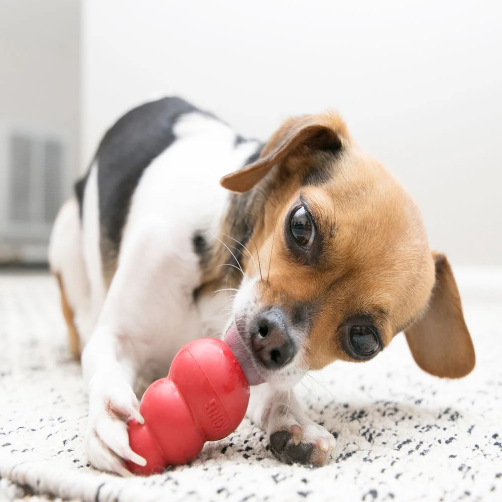 dog chewing on ball