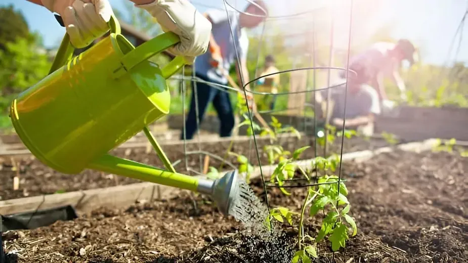 Mulching in Agriculture.webp