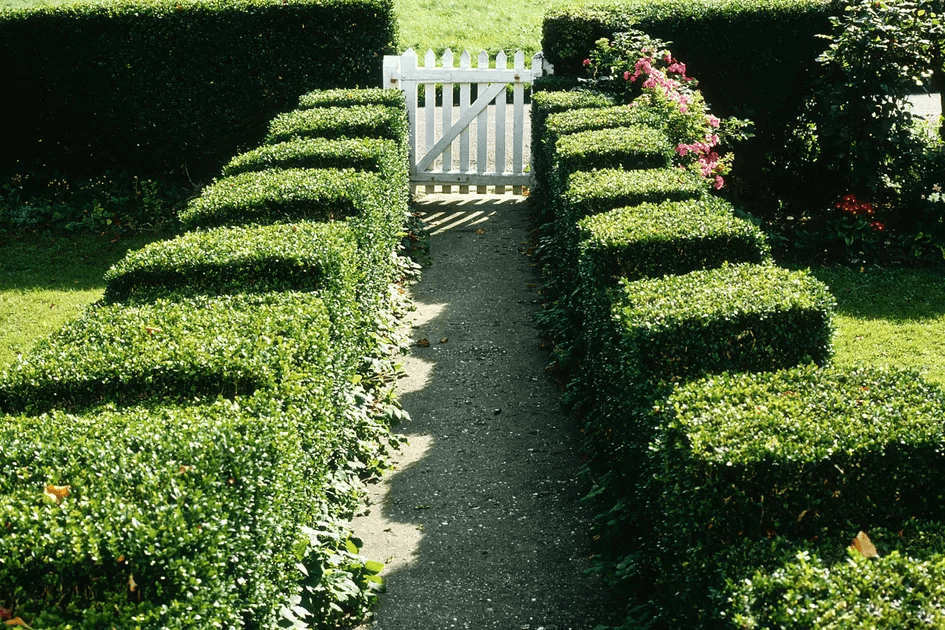 All Aspects Landscapes Garden Hedges