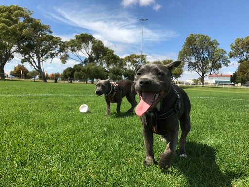 millennial dog parent seeking meaningful bond not robot-like obedience from pet