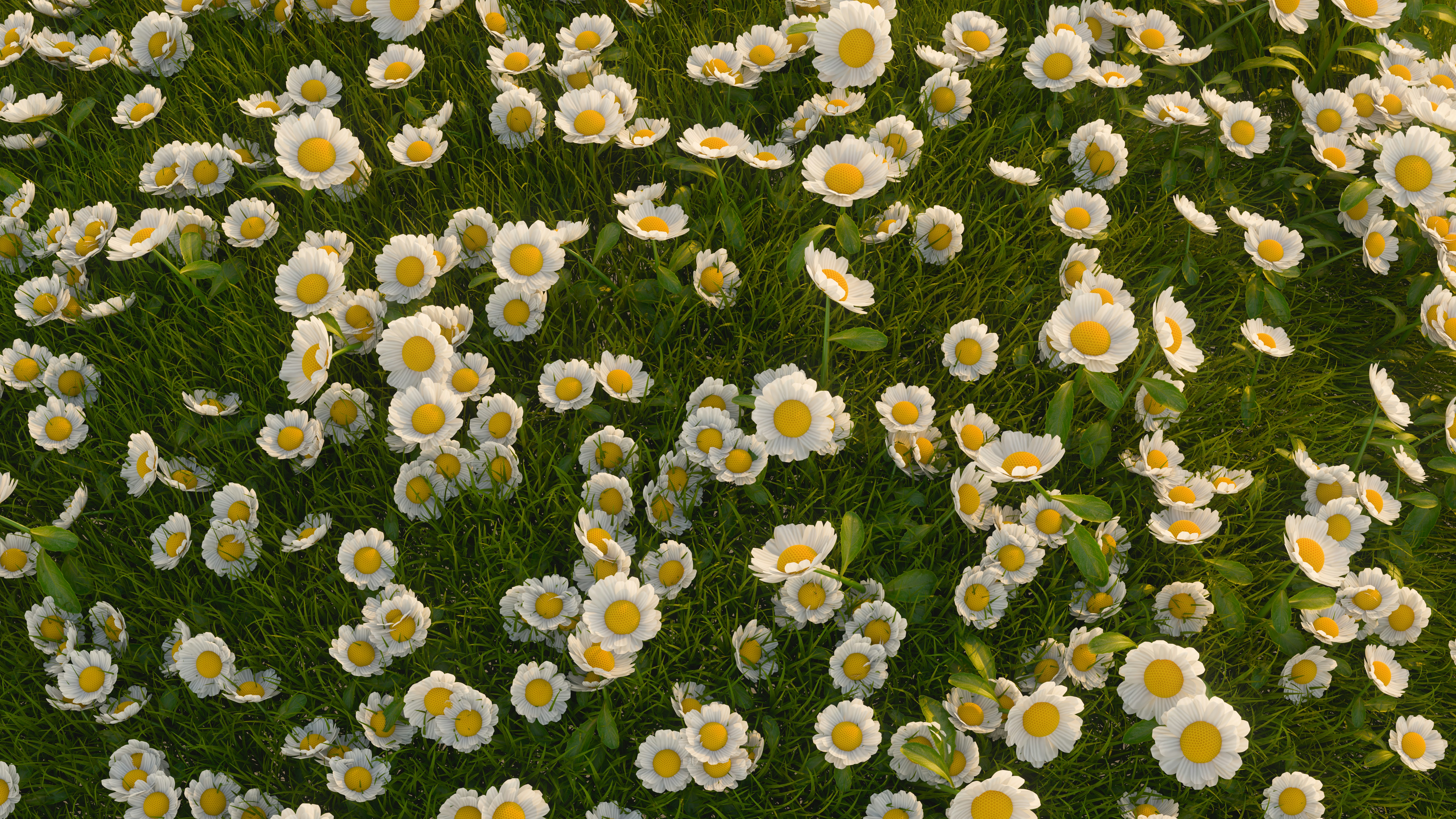 Field of daisies in a lush, green meadow.