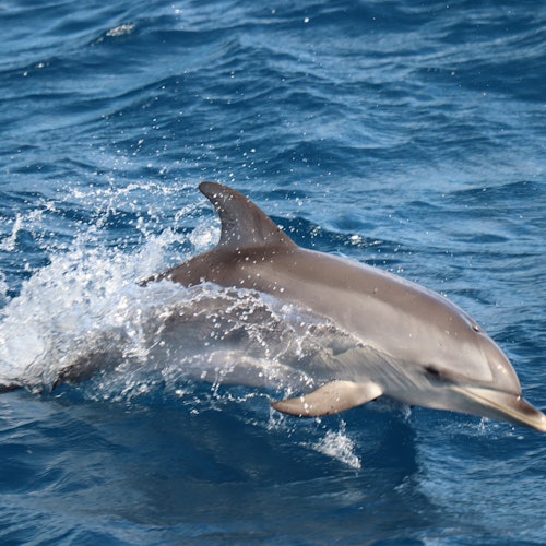 Morro Jable: Glass-Bottom Boat Tour + Lunch tickets in Morro Jable