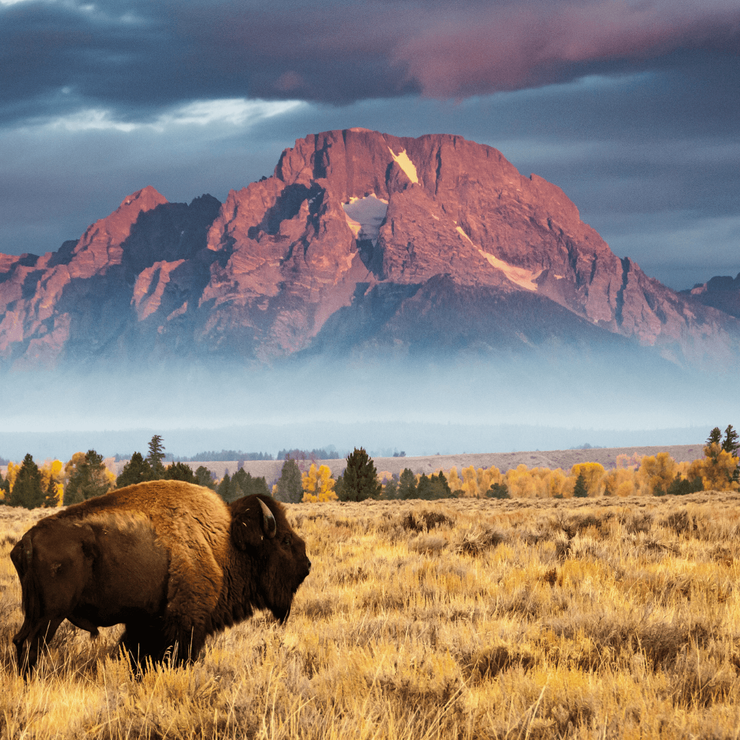 Field with Mounation Behind Jackson Hole WY