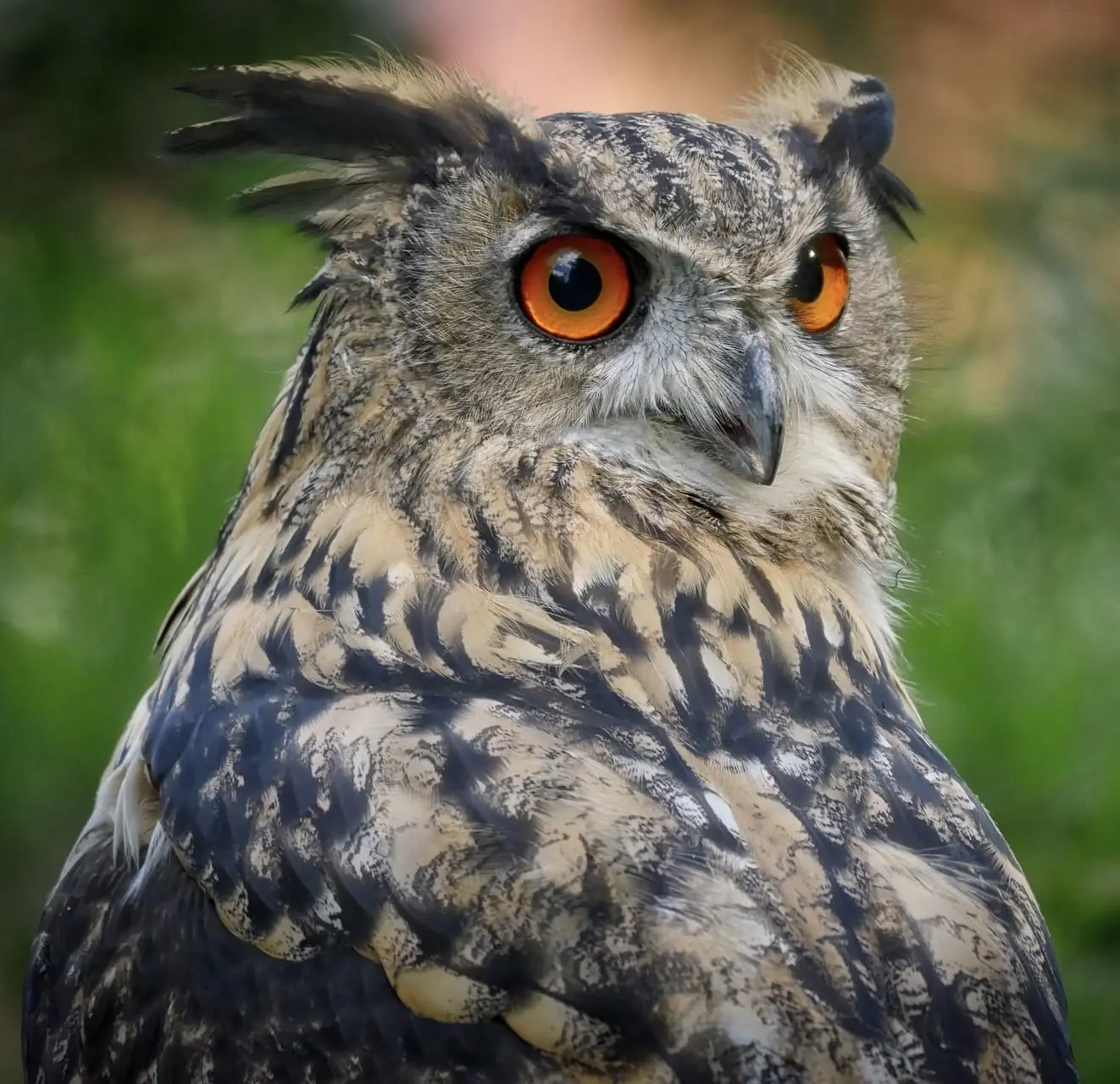Uhu im Tierpark Biel