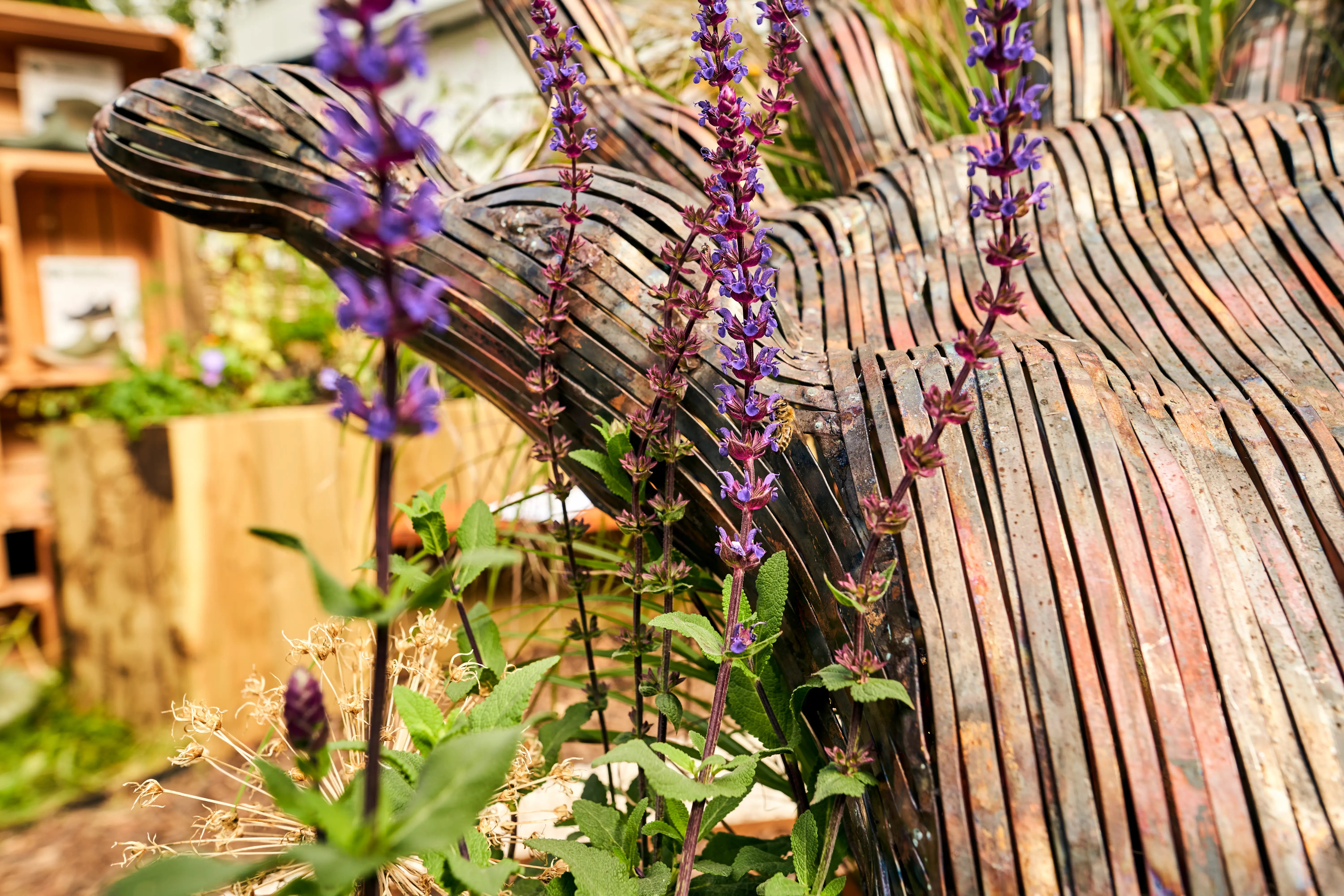 A close-up of purple flowers amidst green foliage, with a wooden structure blurred in the background.