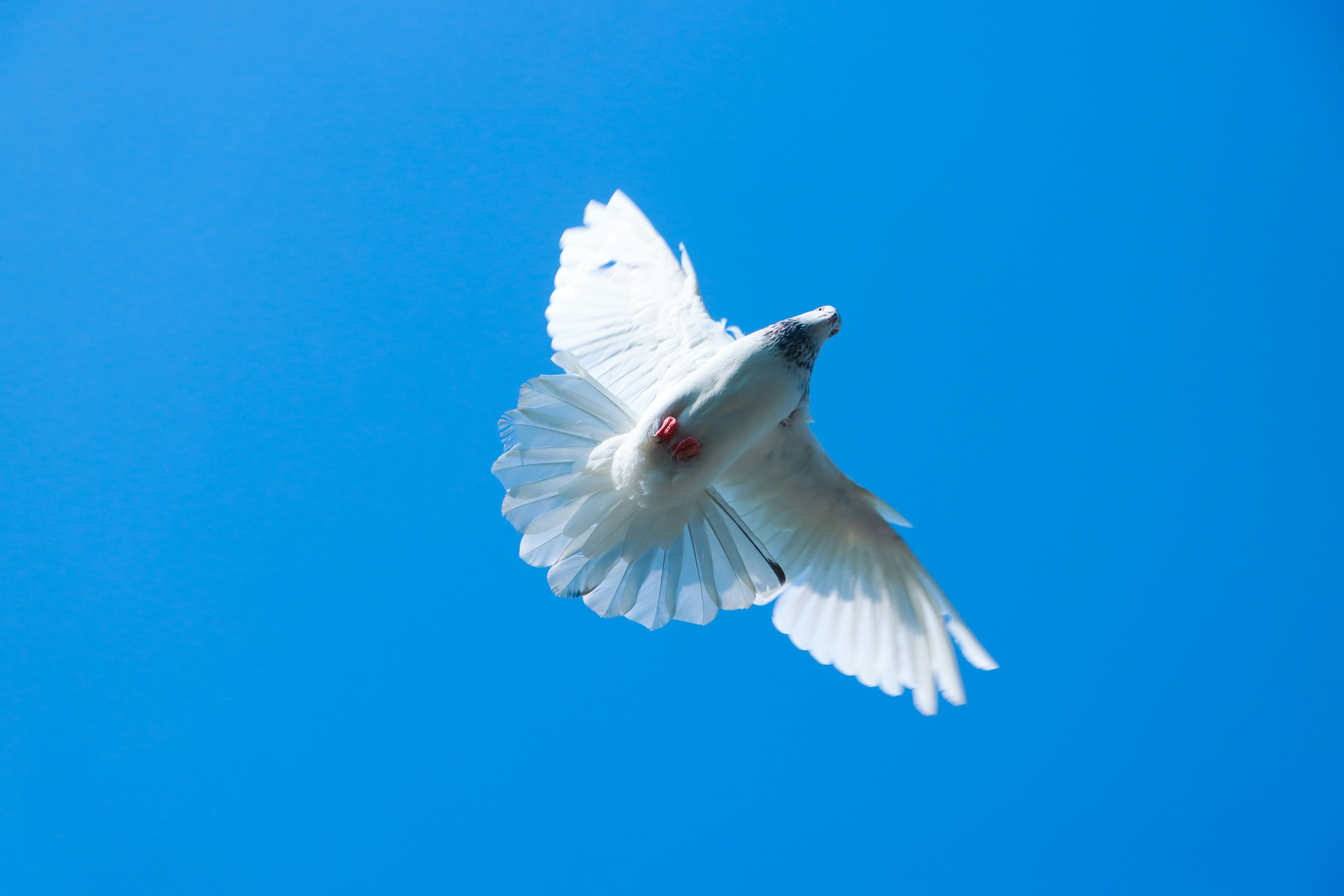 a white dove flying