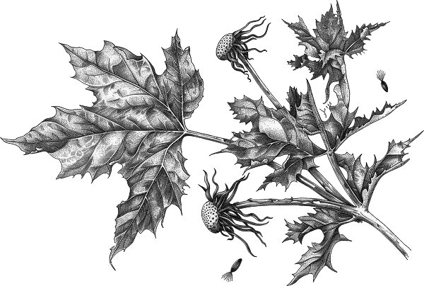 monochrome vintage leaf line art style
