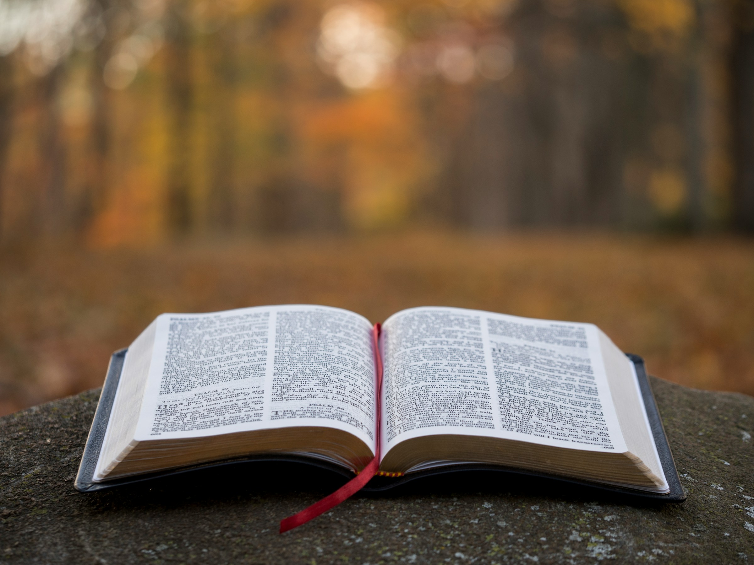 An open Bible resting outdoors in warm, late-afternoon light