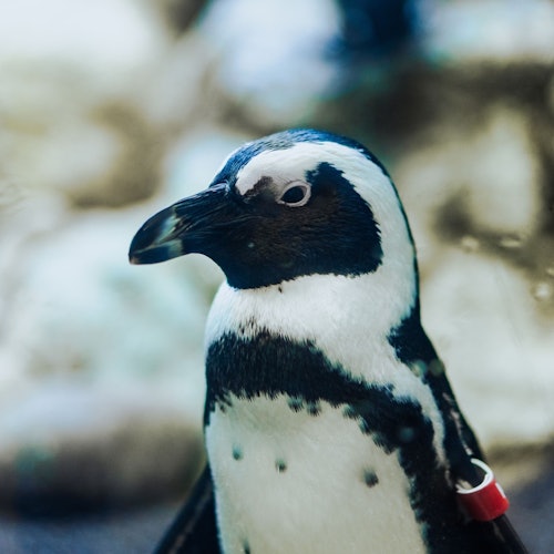 אקווריום ריפלי של הרי הסמוקי