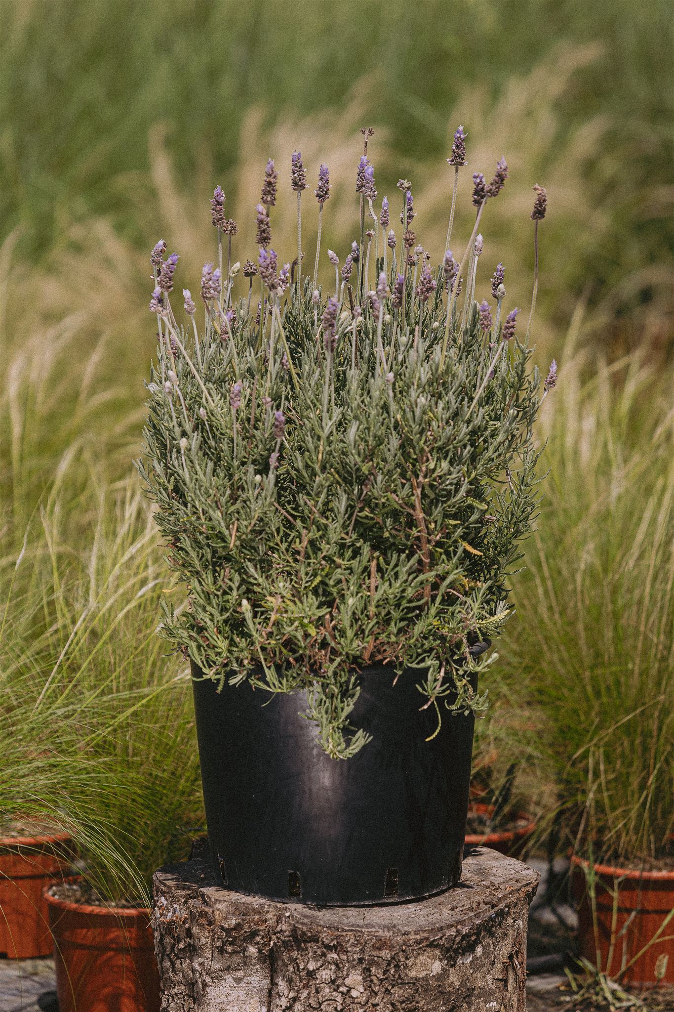 Tomillo Eiviss Garden