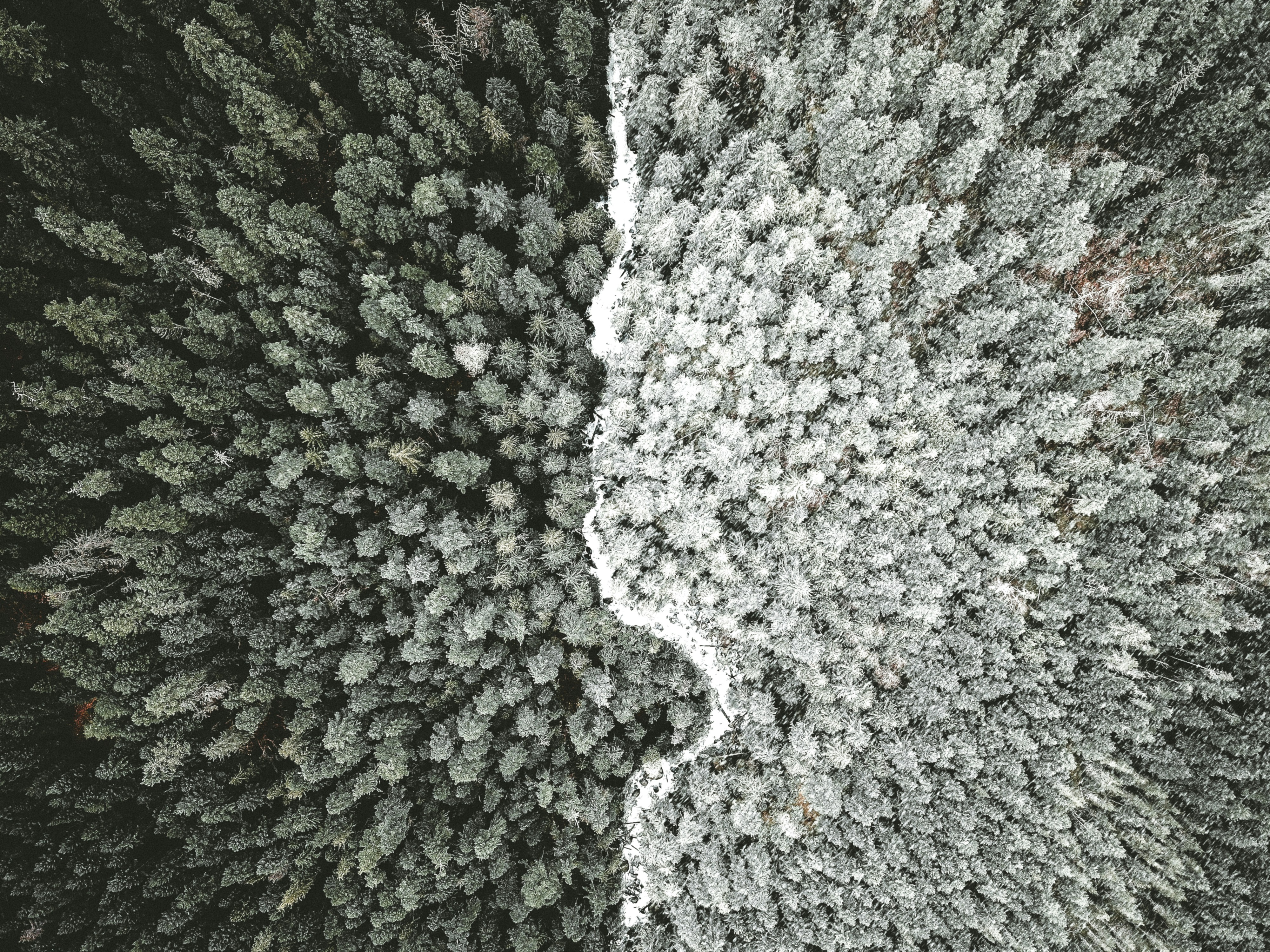 Image of a half snow and half green filled forest 