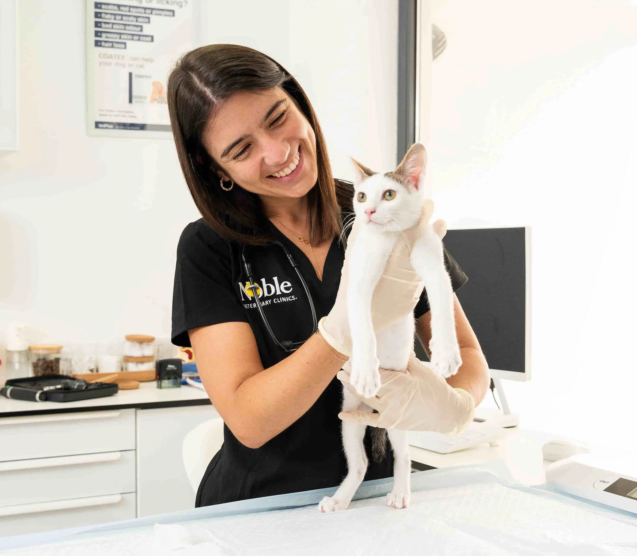 A veterinarian is examining a cat inside the vet clinic.