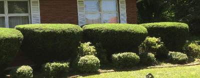Hedges trimmed in lawn in Westminster, MD