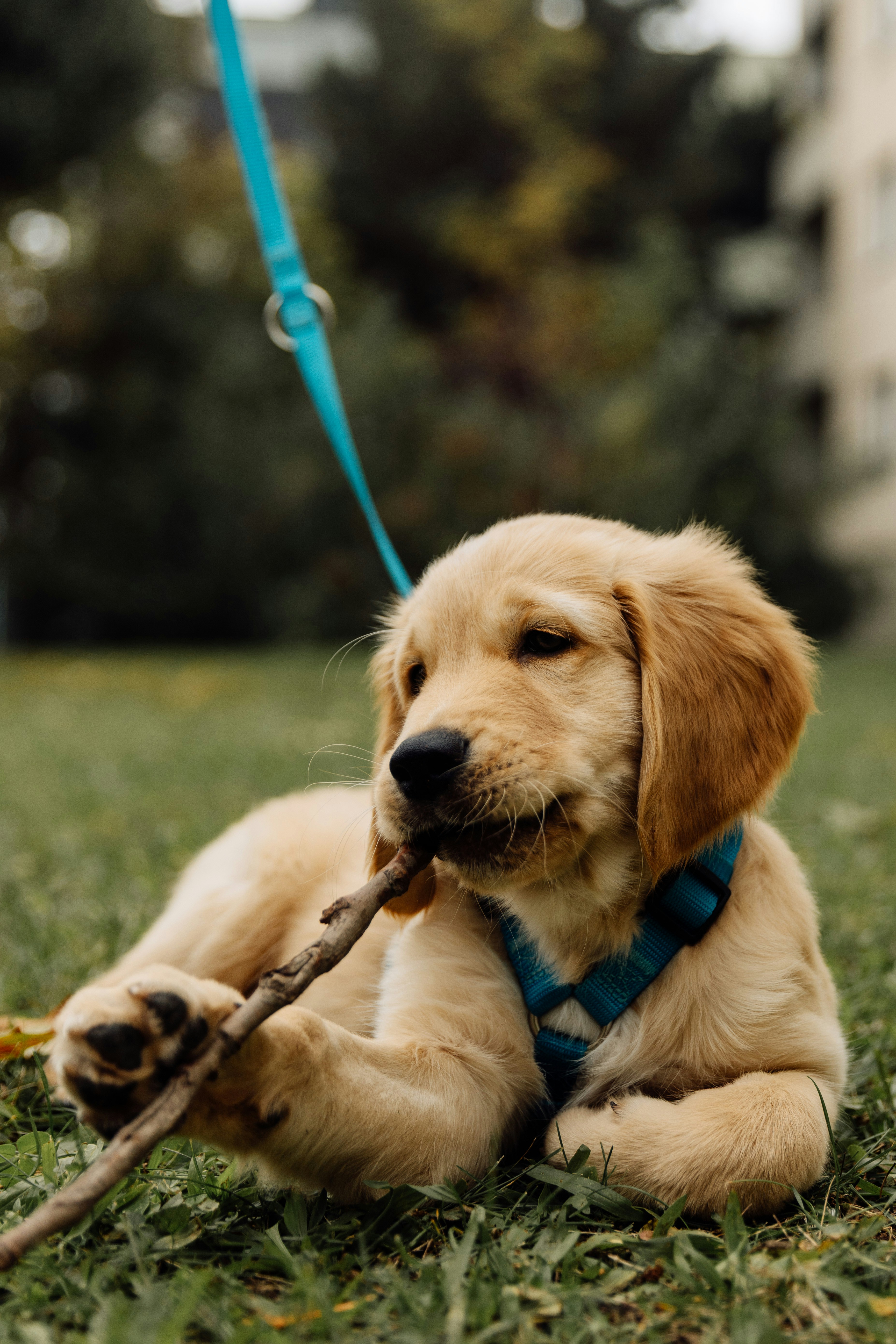 Golden retriever puppy chewing on a stick outdoors