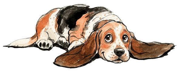 A playful Basset Hound lying on the ground, with long ears and a charming expression.