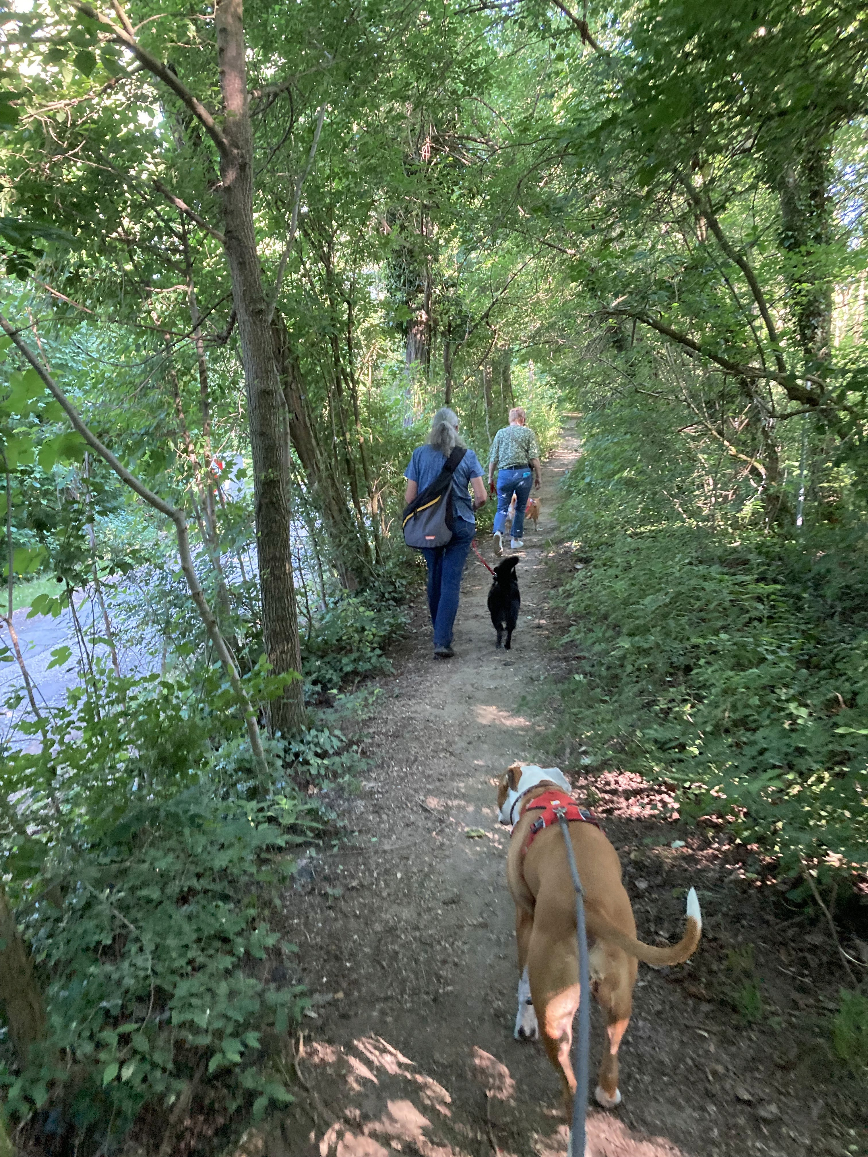 dog with mouth protector